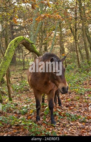 Un poney Exmoor et d'itinérance dans le pâturage commun Snelsmore près de Newbury en automne , maintenu par Berks, Bucks & Oxon Wildlife Trust, Berkshire Banque D'Images