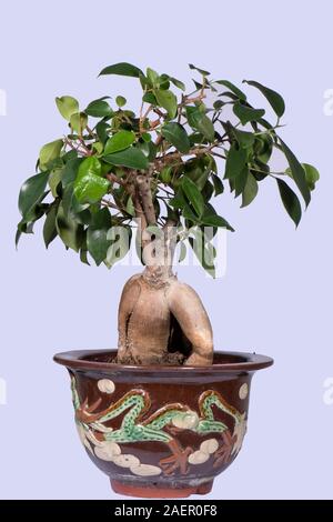 Ficus microcarpa Ginseng'Bosai' ou le ginseng fig de plante avec une restriction de la croissance et de l'agrégation à bulbe en forme de racine de ginseng Banque D'Images