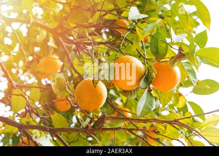 Brunch avec des oranges mûres sur l'arbre Banque D'Images
