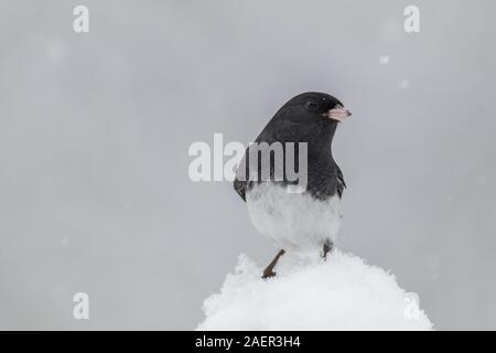 Le Junco ardoisé, Junco hyemalis, un mignon petit oiseau gris foncé et blanc, perché sur une branche durant tempête Banque D'Images
