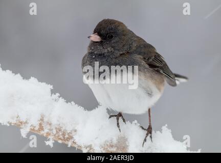 Le Junco ardoisé, Junco hyemalis, un mignon petit oiseau gris foncé et blanc, perché sur une branche durant tempête Banque D'Images