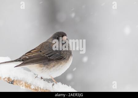 Le Junco ardoisé, Junco hyemalis, un mignon petit oiseau gris foncé et blanc, perché sur une branche durant tempête Banque D'Images