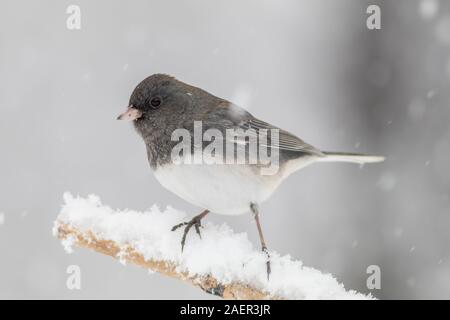 Le Junco ardoisé, Junco hyemalis, un mignon petit oiseau gris foncé et blanc, perché sur une branche durant tempête Banque D'Images