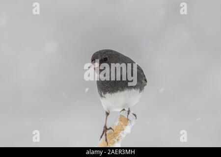 Le Junco ardoisé, Junco hyemalis, un mignon petit oiseau gris foncé et blanc, perché sur une branche durant tempête Banque D'Images