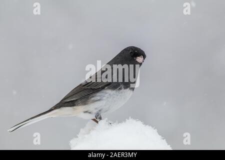 Le Junco ardoisé, Junco hyemalis, un mignon petit oiseau gris foncé et blanc, perché sur une branche durant tempête Banque D'Images
