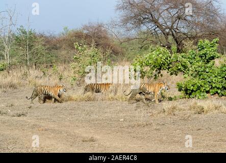 Femme Tigre du Bengale (Panthera tigris tigris) marcher avec deux tigres adultes dans la forêt, Tadoba Andhari Tiger Reserve, l'État du Maharashtra, Inde Banque D'Images