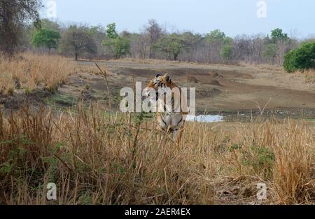 Femme Tigre du Bengale (Panthera tigris tigris), Tadoba Andhari Tiger Reserve, l'État du Maharashtra, Inde Banque D'Images