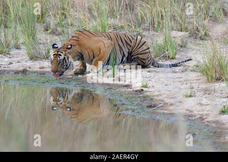 Homme tigre du Bengale (Panthera tigris tigris) de l'eau potable dans un étang, Bandhavgarh National Park, Madhya Pradesh, Inde Banque D'Images