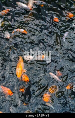 Carpe miroir multicolore poisson qui nage dans l'étang Banque D'Images