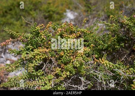 Suaeda vera shrub close up Banque D'Images