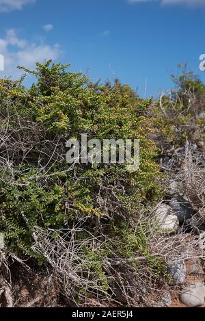 Suaeda vera shrub close up Banque D'Images