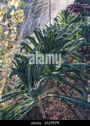 Kale / Brassica oleracea hiver (Groupe Acephala) 'Nero di Toscana' hiver légumes biologiques auto-suffisant cuisine potager lotment sous filet anti-nuisibles tunnel en filet à la fin de l'hiver soleil Banque D'Images