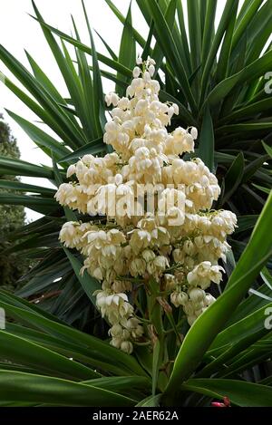 Yucca gigantea en fleur Banque D'Images