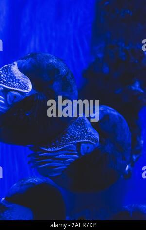 Nautilus Nautilus pompilius chambré (natation) en bleu de l'eau. Photo a un peu de bruit en raison de la profondeur de l'eau sombre et l'obscurité Banque D'Images