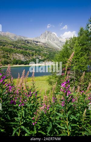 Balade autour du Lac de Sils - Vallée de la Haute-engadine - Suisse Banque D'Images