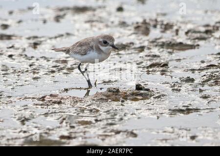 Lesser Sand Plover (Charadrius mongolus) Banque D'Images