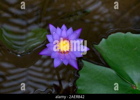 Nénuphar bleu (Nymphaea stellata) Banque D'Images