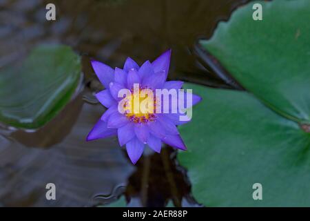 Nénuphar bleu (Nymphaea stellata) Banque D'Images