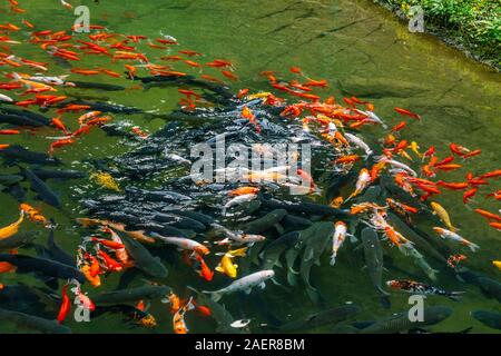 Grand groupe De beaux poissons carpes nager dans l'étang Banque D'Images