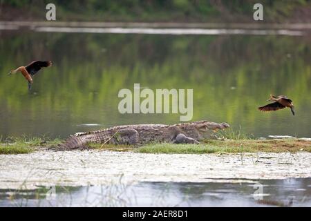 Crocodile (Crocodylus palustris agresseur) Banque D'Images