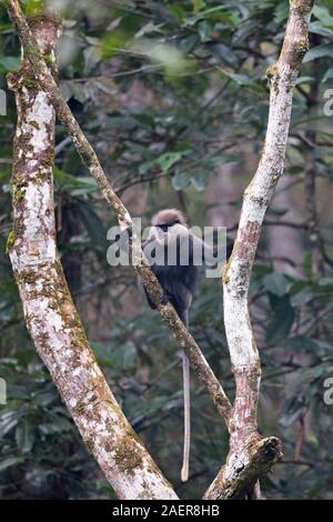 Purple-face (Trachypithecus vetulus vetulus) Banque D'Images