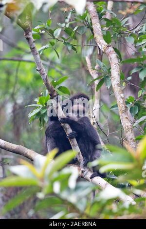 Purple-face (Trachypithecus vetulus vetulus) Banque D'Images