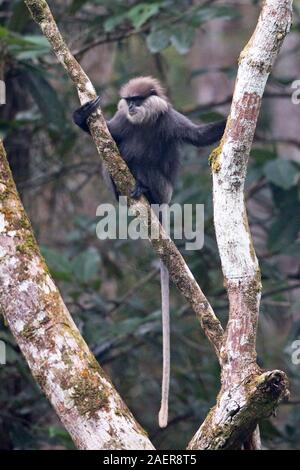 Purple-face (Trachypithecus vetulus vetulus) Banque D'Images