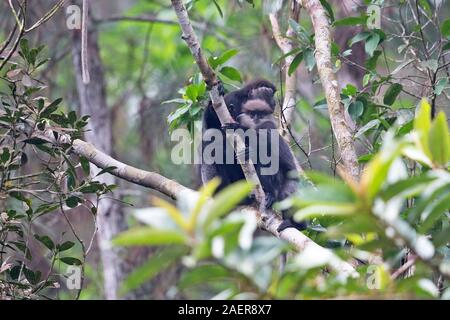 Purple-face (Trachypithecus vetulus vetulus) Banque D'Images