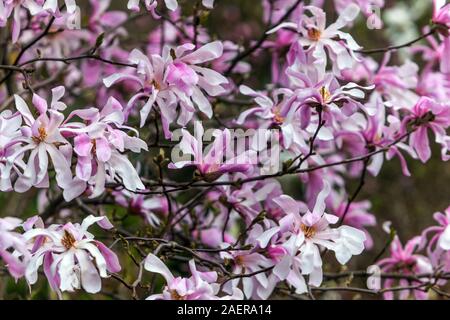 Magnolia stellata Rosea rose Banque D'Images