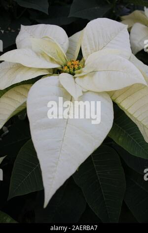 Beau blanc superbes poinsettias poussant dans un jardin de fleurs, espèces, espèces d'Euphorbia Poinsettia, Flor de Nochebuena, fleur de la veille de Noël Banque D'Images