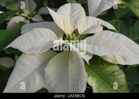 Beau blanc superbes poinsettias poussant dans un jardin de fleurs, espèces, espèces d'Euphorbia Poinsettia, Flor de Nochebuena, fleur de la veille de Noël Banque D'Images