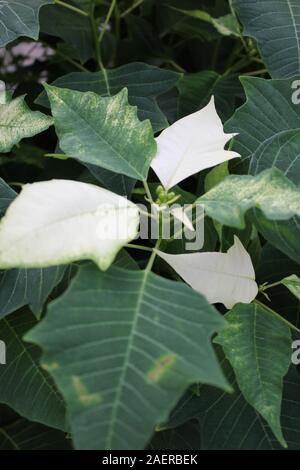 Beau blanc superbes poinsettias poussant dans un jardin de fleurs, espèces, espèces d'Euphorbia Poinsettia, Flor de Nochebuena, fleur de la veille de Noël Banque D'Images