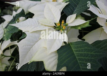 Beau blanc superbes poinsettias poussant dans un jardin de fleurs, espèces, espèces d'Euphorbia Poinsettia, Flor de Nochebuena, fleur de la veille de Noël Banque D'Images