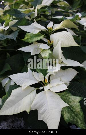 Beau blanc superbes poinsettias poussant dans un jardin de fleurs, espèces, espèces d'Euphorbia Poinsettia, Flor de Nochebuena, fleur de la veille de Noël Banque D'Images