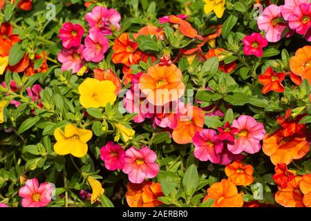 Calibrachoa fleurs dans orange, rose et jaune lumineux en été soleil Banque D'Images