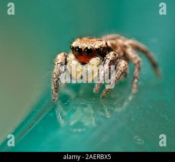 Habronattus coecatus mâle minuscule araignée sauteuse sur fond vert Banque D'Images