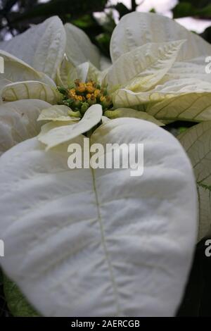 Beau blanc superbes poinsettias poussant dans un jardin de fleurs, espèces, espèces d'Euphorbia Poinsettia, Flor de Nochebuena, fleur de la veille de Noël Banque D'Images