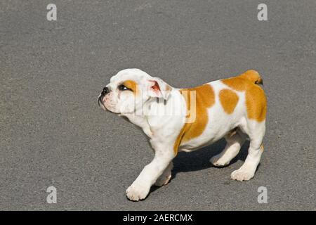 Petit chiot bouledogue anglais marcher gracieusement sur street Banque D'Images