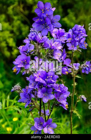 L'échelle de Jacob ou valériane grecque (Polemonium caeruleum) - des herbes médicinales sauvages, fleurs bleues en forêt close up. L'effet thérapeutique de cette plante est de 8- Banque D'Images