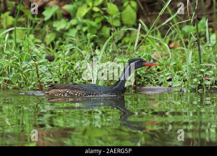 African Finfoot Podica senegalensis senegalensis) (mâle adulte natation sur le lac du parc national du lac Mburo, novembre Ouganda Banque D'Images