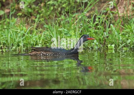 African Finfoot Podica senegalensis senegalensis) (mâle adulte natation sur le lac du parc national du lac Mburo, novembre Ouganda Banque D'Images