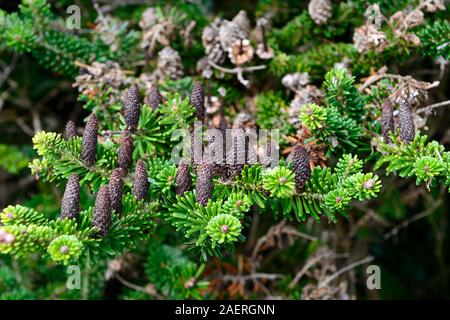 Abies koreana sapin coréen,conifères,cône,, cônes,belle,evergreen,conifères les conifères,Floral RM Banque D'Images