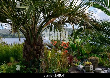 Date Palm,Phoenix canariensis,patio,terrasses,Kilravock gardens, West Cork Garden Trail,Durrus,Comté de Cork,Floral RM Banque D'Images