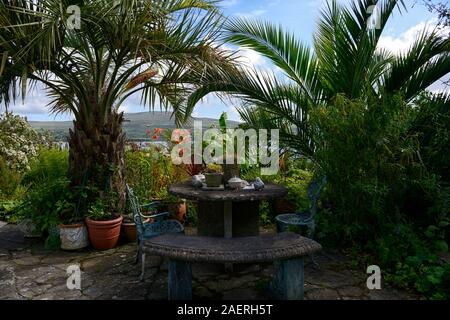 Date Palm,Phoenix canariensis,patio,terrasses,Kilravock gardens, West Cork Garden Trail,Durrus,Comté de Cork,Floral RM Banque D'Images