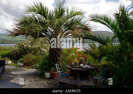 Date Palm,Phoenix canariensis,patio,terrasses,Kilravock gardens, West Cork Garden Trail,Durrus,Comté de Cork,Floral RM Banque D'Images