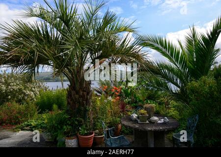 Date Palm,Phoenix canariensis,patio,terrasses,Kilravock gardens, West Cork Garden Trail,Durrus,Comté de Cork,Floral RM Banque D'Images