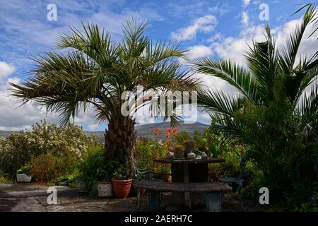 Date Palm,Phoenix canariensis,patio,terrasses,Kilravock gardens, West Cork Garden Trail,Durrus,Comté de Cork,Floral RM Banque D'Images