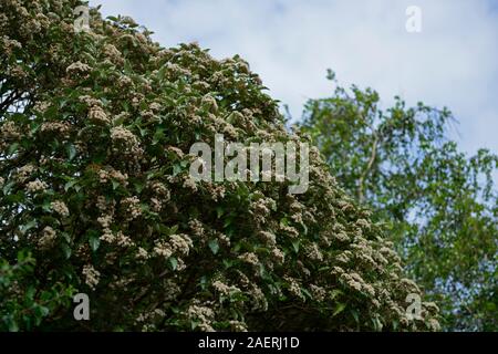 Olearia macrodonta, Nouvelle-Zélande holly,feuilles,feuilles,fleurs blanches, sous-alpine conifère,jardin,Fleurs,RM jardins Banque D'Images