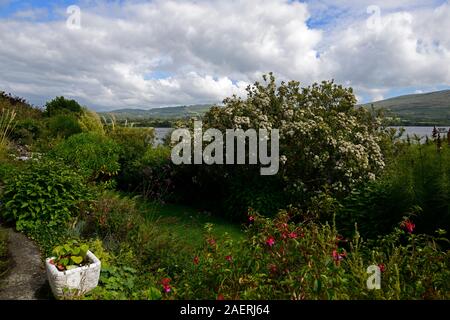 Olearia oleifolia x waikariensis,blanc,bush daisy,fleurs,fleurs,feuilles,feuillage Kilravock gardens, West Cork Garden Trail,Comté de Cork,Durrus Banque D'Images