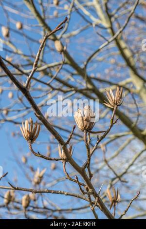 Têtes de graine de Tulip Tree / Liriodendron tulipifera (aussi nommé Tulip Poplar &). Une fois utilisée comme plante médicinale dans les remèdes. Banque D'Images